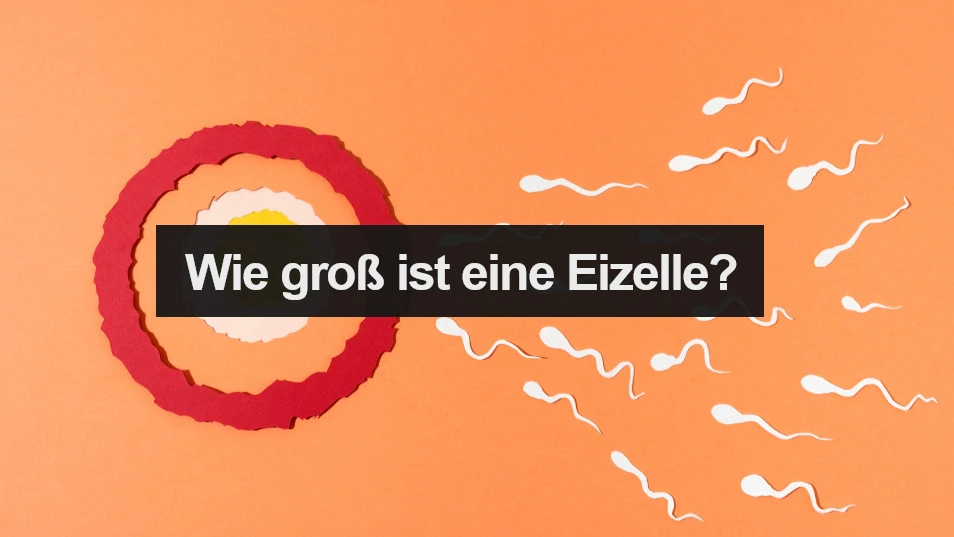 Wie groß ist eine Eizelle