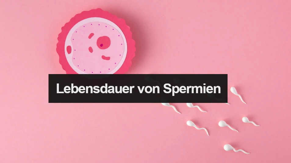 Lebensdauer von Spermien